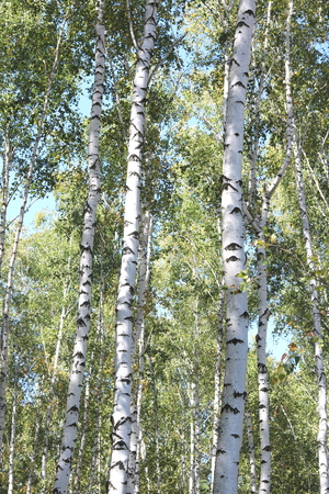 Beautiful birches in forest in early autumnの写真素材
