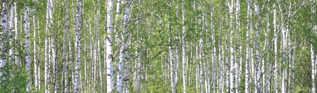 Birch trees trunks. Beautiful panorama.の写真素材
