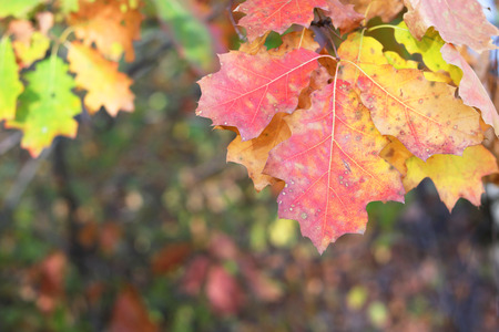 Red, yellow and green oak leaves as a natural autumn colored backgroundの写真素材
