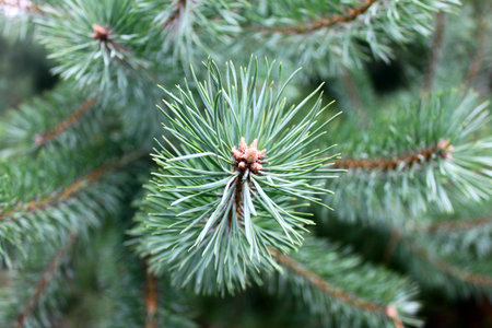 Pine branch with green needles closeup