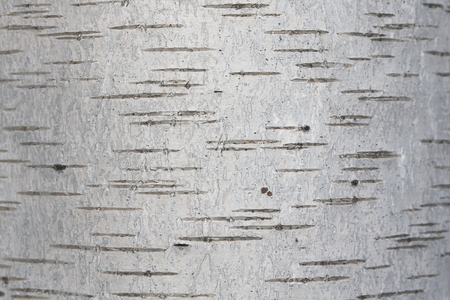 Birch bark textureの写真素材