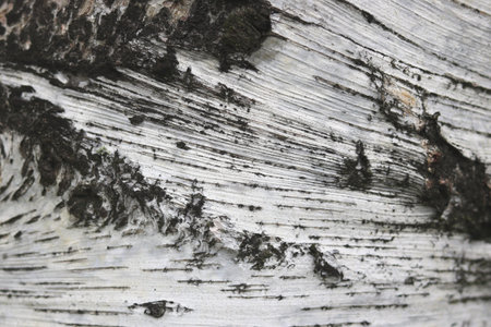 Natural background of birch bark with natural birch texture