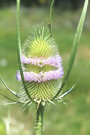 Burdock flower close-up in summer