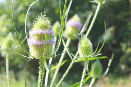 Burdock flower close-up in summerの写真素材