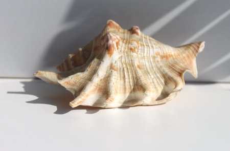 Beautiful seashell with beautiful shadow on white natural background