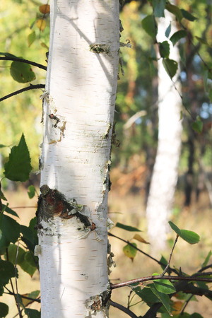 Beautiful birches in forest in early autumnの写真素材