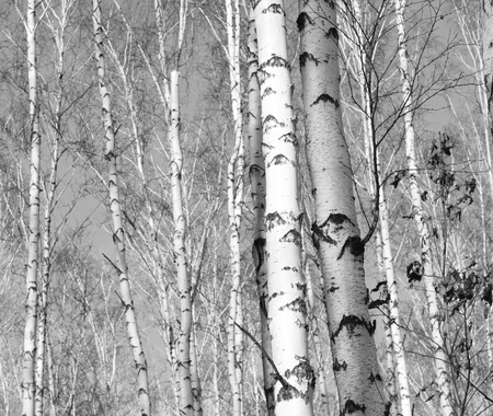 Black-and-white photo of forest landscape with birchesの写真素材