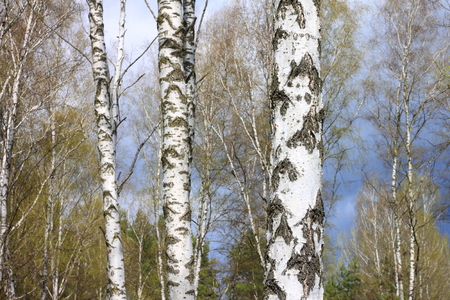Beautiful young birch trees with green leaves in summer in sunny weatherの写真素材