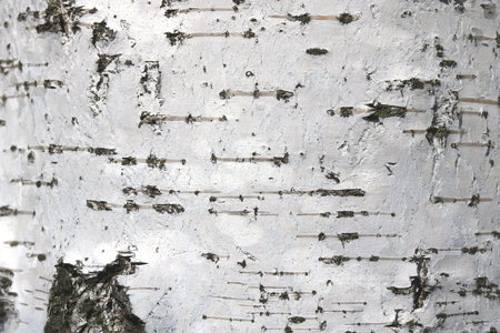 Texture of birch bark as natural wooden backgroundの写真素材