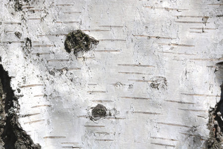 Natural background of birch bark with natural birch texture