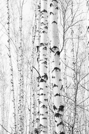 Black and white photo with white birches with birch bark in birch groveの写真素材