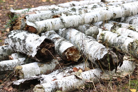 Birch logs in the fall forestの写真素材