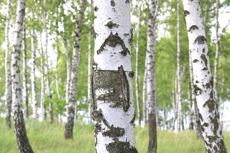 Beautiful birch trees with white birch bark in birch grove with green birch leaves in summerの写真素材