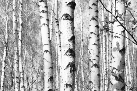 Black and white photo of black and white birches in birch grove with birch bark between other birchesの写真素材