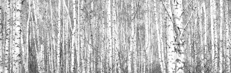 Black and white photo of black and white birches in birch grove with birch bark between other birchesの写真素材