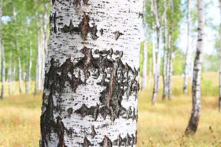 Beautiful birch trees with white birch bark in birch grove with green birch leaves in summerの写真素材