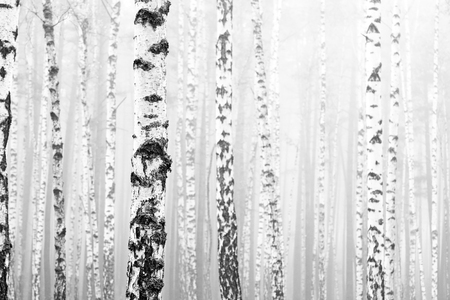 Black and white photo of black and white birches in birch grove with birch bark between other birchesの写真素材