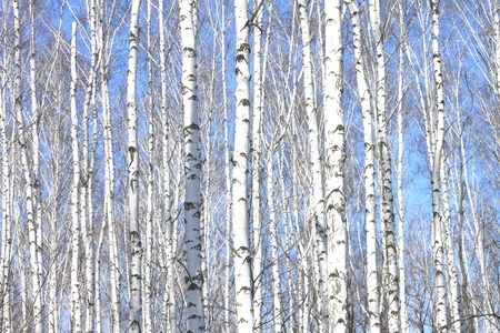 Several birches with white birch bark in birch grove among other birchesの写真素材