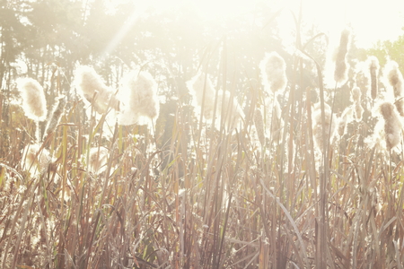 Dry reeds grass at sunset. Landscape of reeds grass background. Autumn reeds grass background.の写真素材