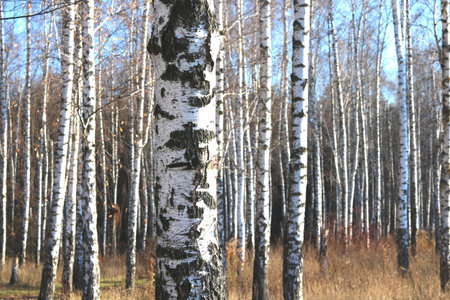 Beautiful scene with birches in yellow autumn birch forest in October among other birches in birch...