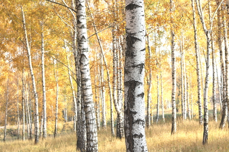 Beautiful scene with birches in yellow autumn birch forest in October among other birches in birch groveの写真素材