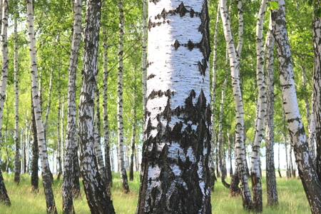 Beautiful birch trees with white birch bark in birch grove with green birch leavesの写真素材
