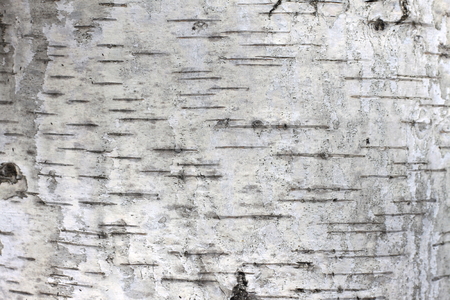 pattern of birch bark with black birch stripes on white birch bark and with wooden birch bark textureの写真素材
