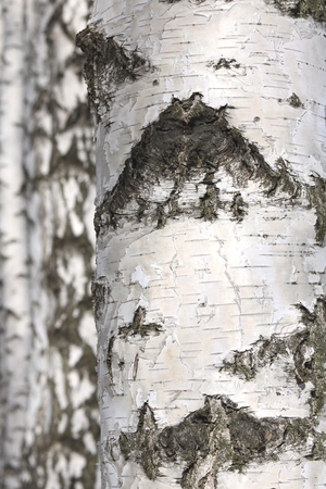 Black and white birch trees with birch trees in birch forest among other birchesの写真素材