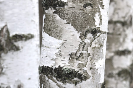 Black and white birch trees with birch trees in birch forest among other birches