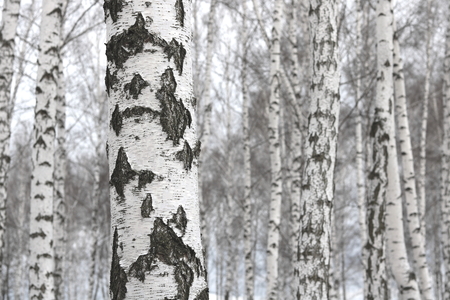 Young Birch with Black and White Birchの写真素材