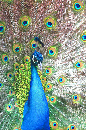 beautiful indian peacock with peacock feathers in the peacock's tailの写真素材