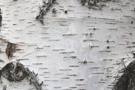 pattern of birch bark with black birch stripes on white birch bark and with wooden birch bark textureの写真素材