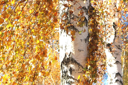 beautiful scene with birches in birch groveの写真素材