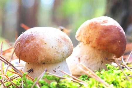Beautiful summer mushroom in the forest