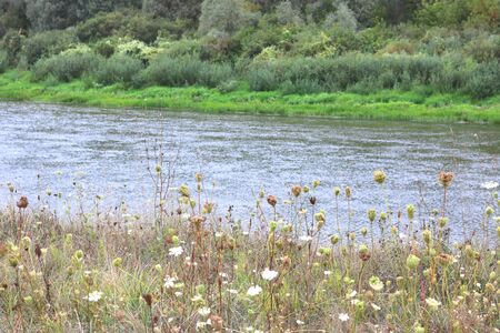 River bed in summer on background of green grass and green trees in fine weatherの写真素材