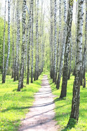 Young birch with black and white birch bark in springの写真素材