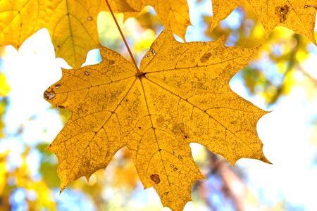 Autumn background with yellow maple leaf in autumn forest on branch against background of other yellow autumn leaves as symbol of golden early warm autumnの写真素材