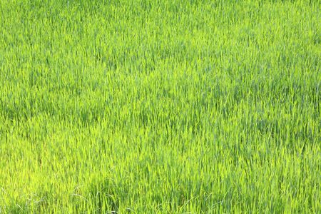 Spring green grassの写真素材