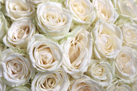 Natural floral background with bouquet of white rosesの写真素材