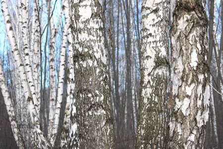 Young Birch Birchの写真素材