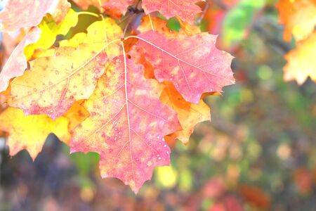 Beautiful autumn oak yellow and red leaves with natural textureの写真素材