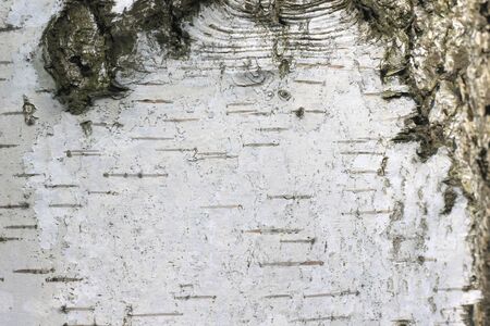 pattern of birch bark with black birch stripes on white birch bark and with wooden birch bark textureの写真素材