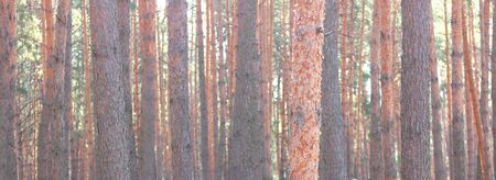 Pine forest with beautiful high pine trees against other pines with brown textured pine bark in summer in sunny weatherの写真素材
