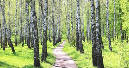 Young Birch with Black and White Birchの写真素材