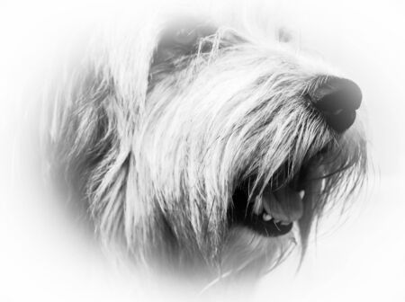 head of thoroughbred shaggy dog with white coarse hairの写真素材