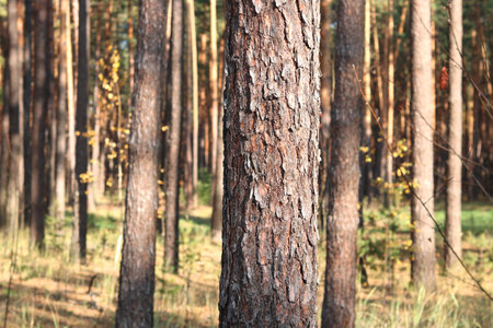 Pine forest with beautiful high pine trees against other pines with brown textured pine bark in summer in sunny weatherの写真素材