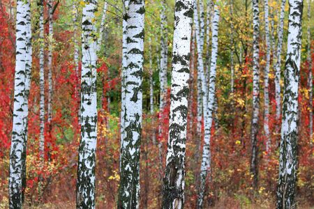 beautiful scene with birches in yellow autumn birch forest in october among other birches in birch groveの写真素材
