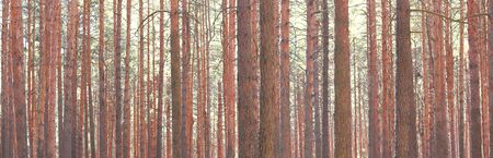 Pine forest with beautiful high pine trees against other pines with brown textured pine bark in summer in sunny weatherの写真素材