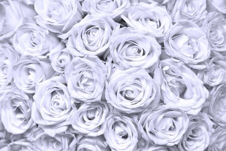 absract floral background with bouquet of rosesの写真素材