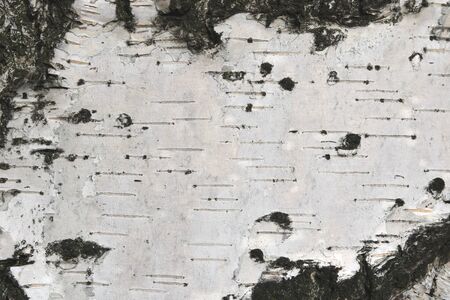 pattern of birch bark with black birch stripes on white birch bark and with wooden birch bark textureの写真素材